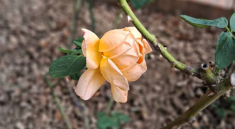 玫瑰 夢 (圖片3)