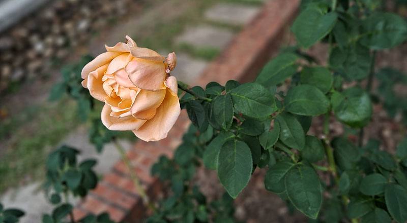 玫瑰 夢 (圖片2)