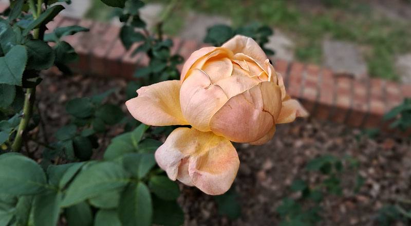 玫瑰 夢 (圖片1)