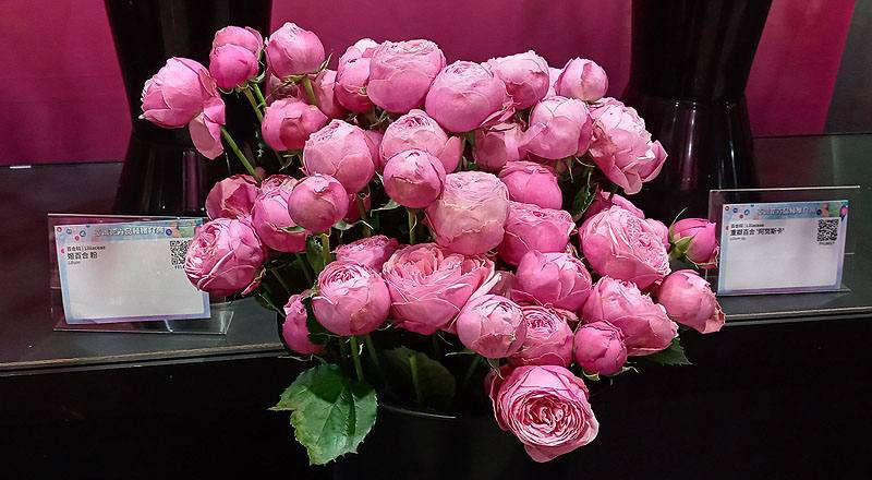 玫瑰 銀粉 (圖片1)