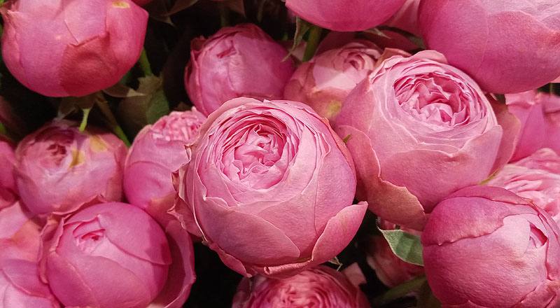 玫瑰 銀粉 (圖片7)