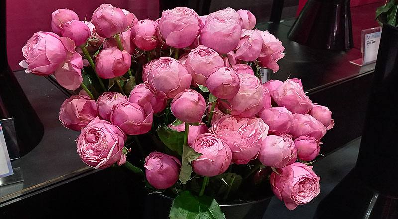 玫瑰 銀粉 (圖片2)