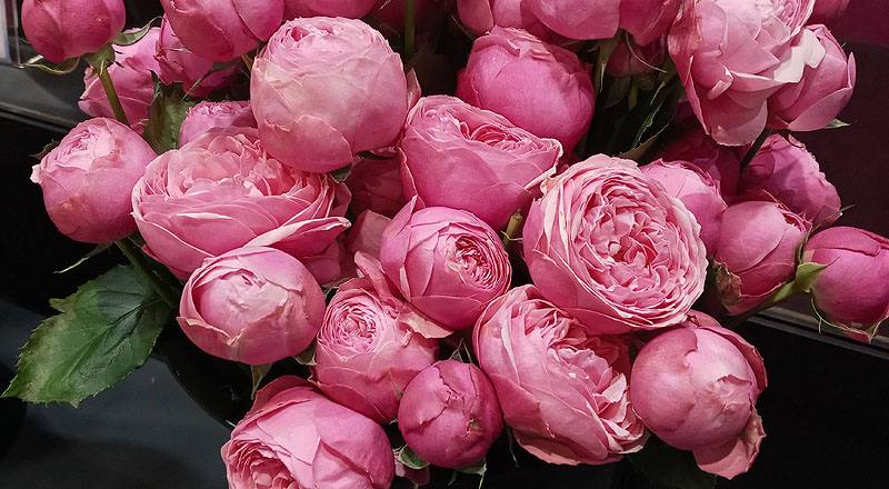 玫瑰 銀粉 (圖片4)