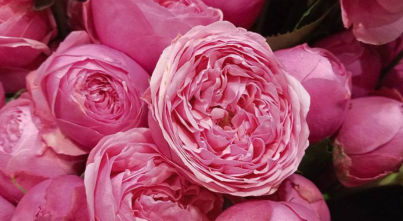 玫瑰 銀粉 (圖片5)