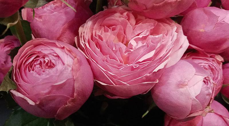 玫瑰 銀粉 (圖片6)