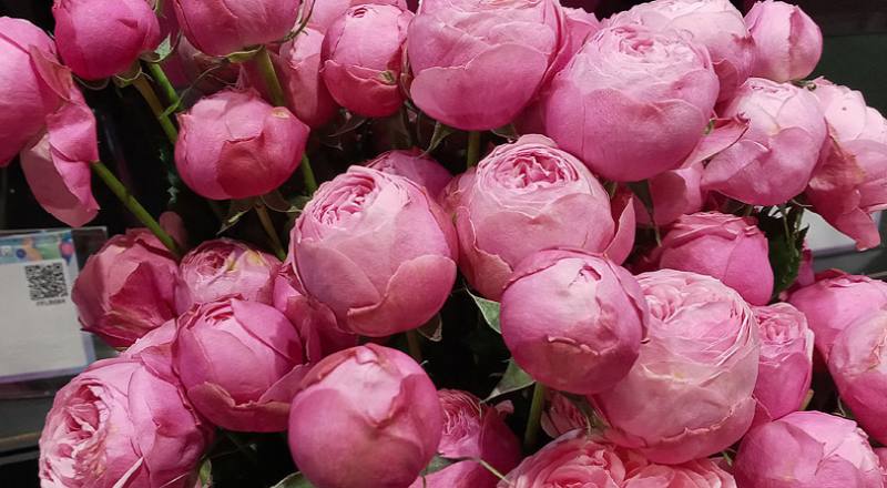 玫瑰 銀粉 (圖片3)