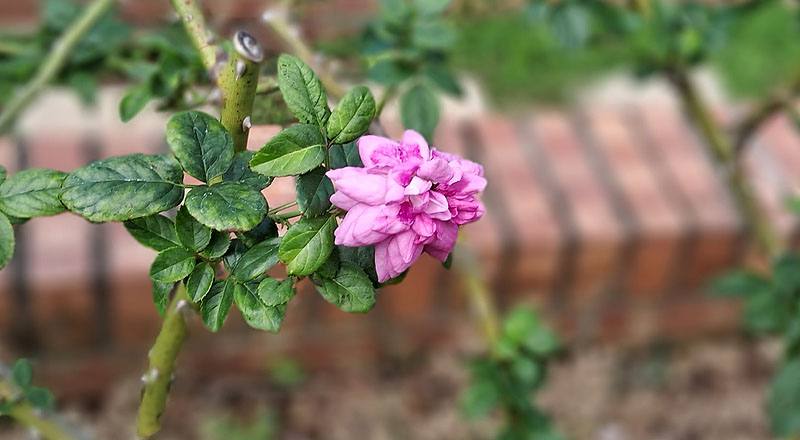 玫瑰 憂鬱男孩 (圖片2)