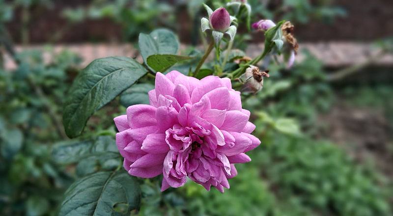 玫瑰 憂鬱男孩 (圖片3)