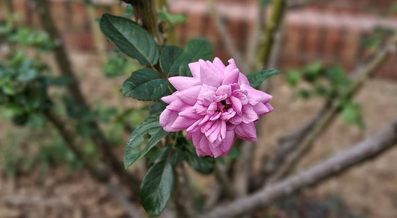 玫瑰 憂鬱男孩 (圖片1)