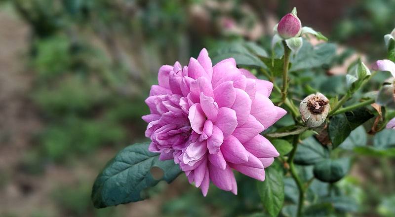 玫瑰 憂鬱男孩 (圖片4)