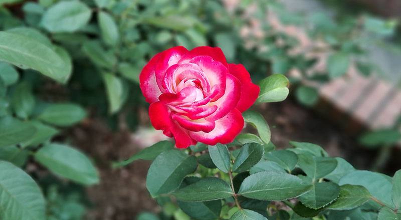 玫瑰 摩納哥公爵 (圖片3)