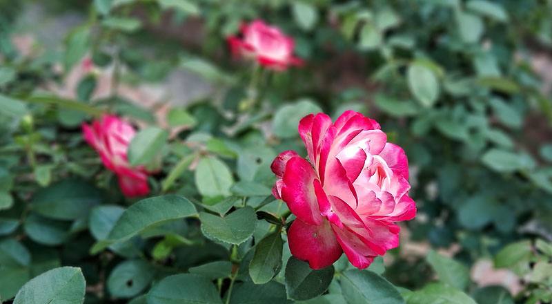 玫瑰 摩納哥公爵 (圖片2)