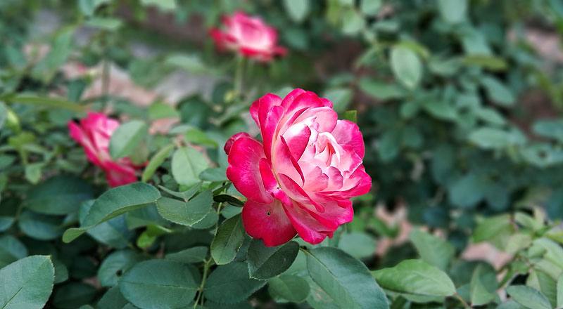 玫瑰 摩納哥公爵 (圖片1)