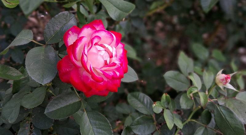 玫瑰 摩納哥公爵 (圖片6)