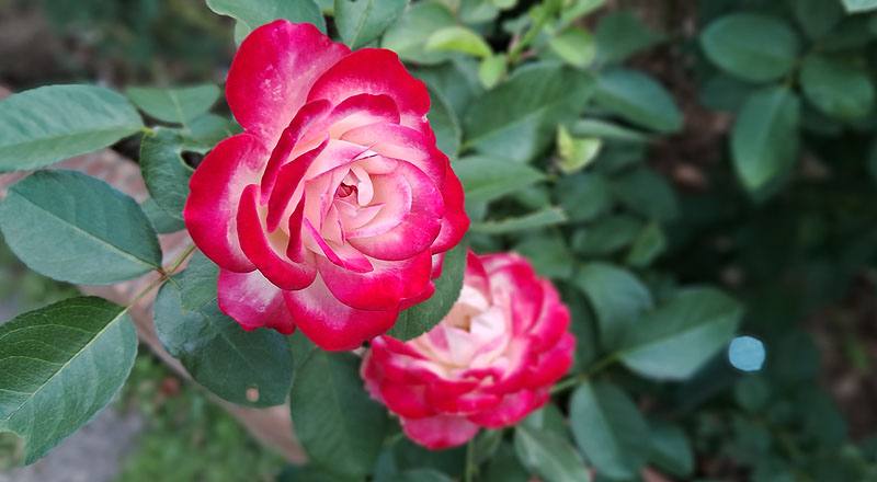 玫瑰 摩納哥公爵 (圖片4)