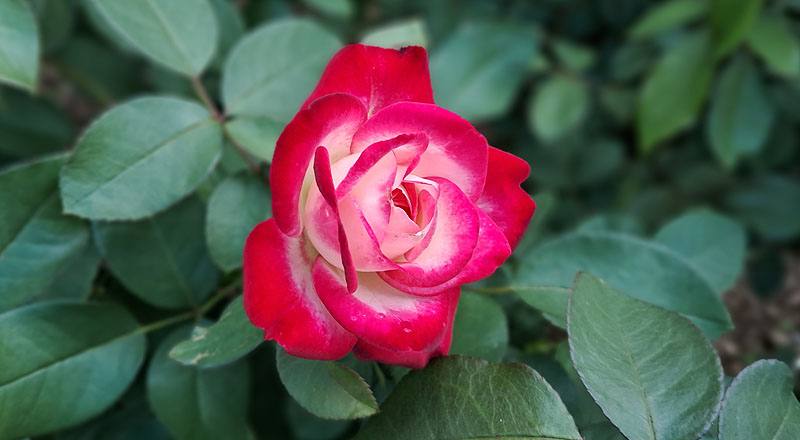 玫瑰 摩納哥公爵 (圖片5)