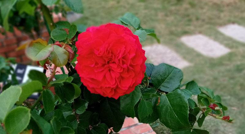 玫瑰 學院 (圖片1)