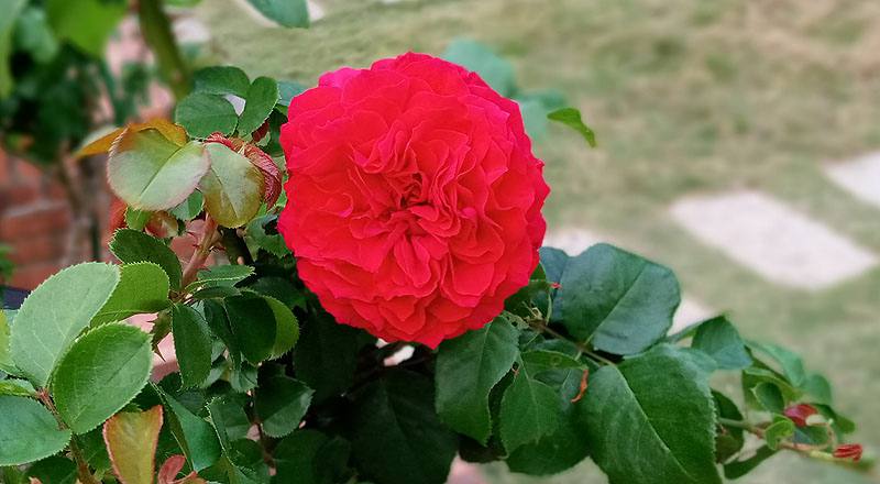 玫瑰 學院 (圖片2)