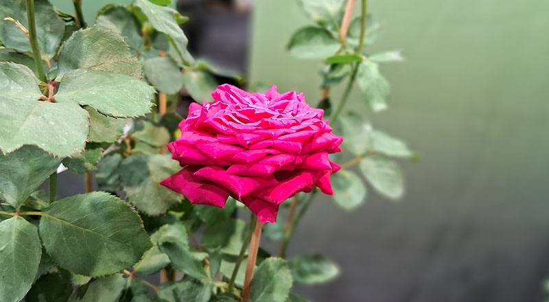 玫瑰 濃情密意 (圖片2)