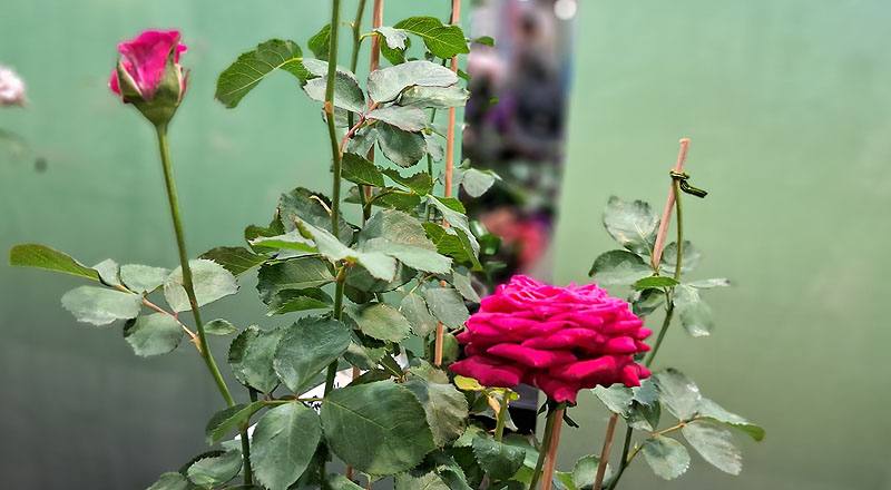 玫瑰 濃情密意 (圖片1)