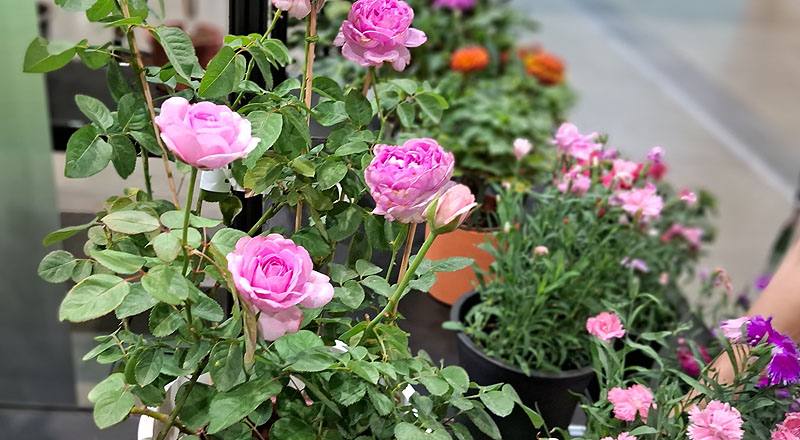 玫瑰 臻愛 (圖片1)