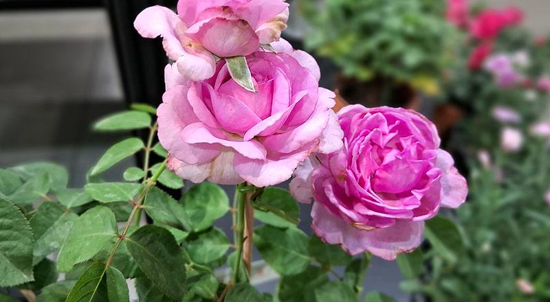 玫瑰 臻愛 (圖片3)