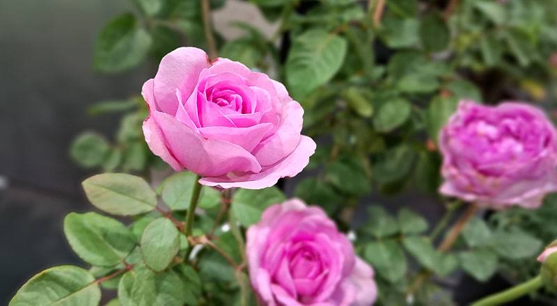 玫瑰 臻愛 (圖片2)