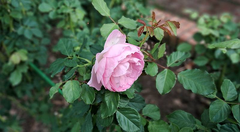 玫瑰 優里卡 (圖片1)