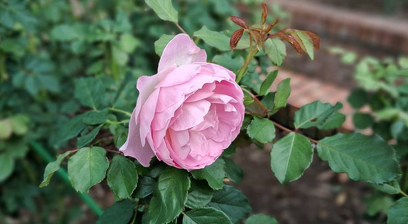 玫瑰 優里卡 (圖片2)