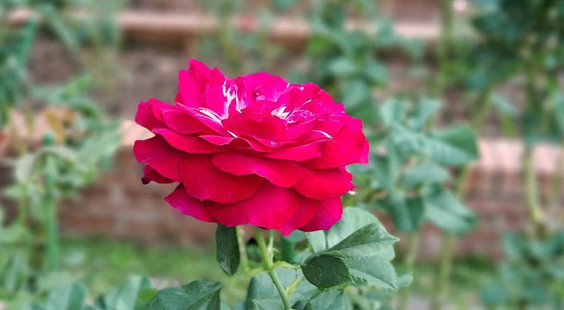 玫瑰 藍伊甸 (圖片3)