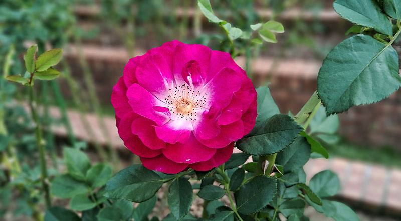 玫瑰 藍伊甸 (圖片2)