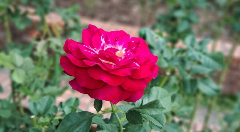 玫瑰 藍伊甸 (圖片4)