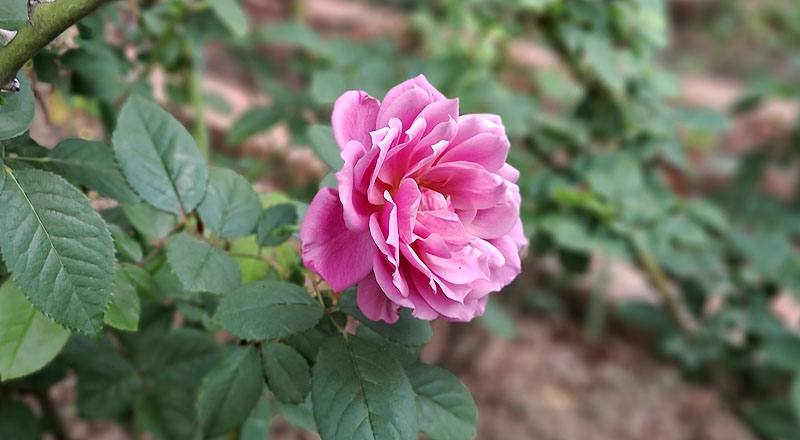 玫瑰 藍伊甸 (圖片6)