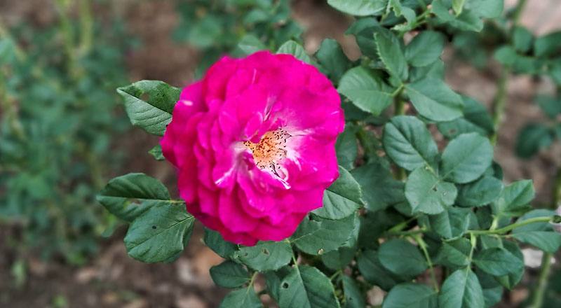 玫瑰 藍伊甸 (圖片5)