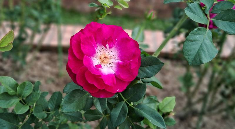 玫瑰 藍伊甸 (圖片1)