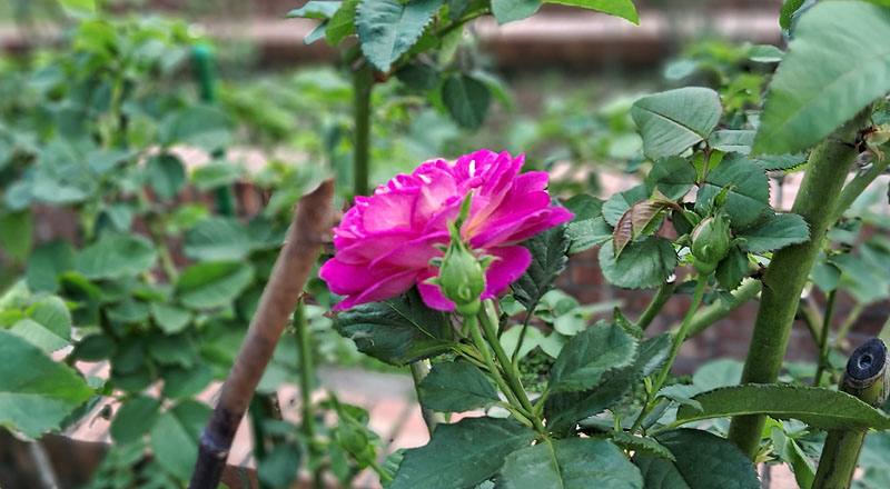 玫瑰 藍色奧塔 (圖片6)