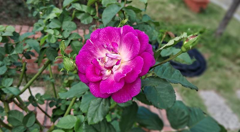 玫瑰 藍色奧塔 (圖片1)