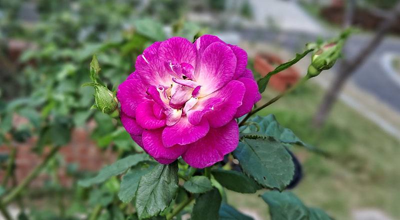 玫瑰 藍色奧塔 (圖片2)