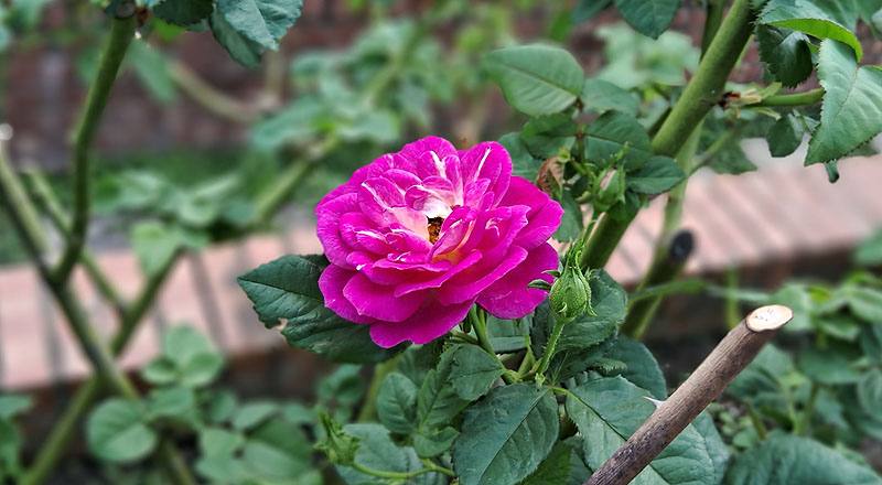 玫瑰 藍色奧塔 (圖片5)