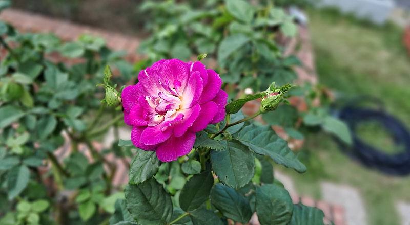 玫瑰 藍色奧塔 (圖片3)