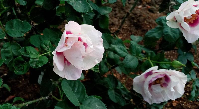 玫瑰 藍眼睛 (圖片1)