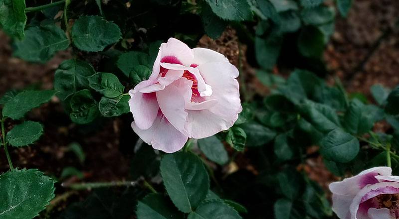 玫瑰 藍眼睛 (圖片2)