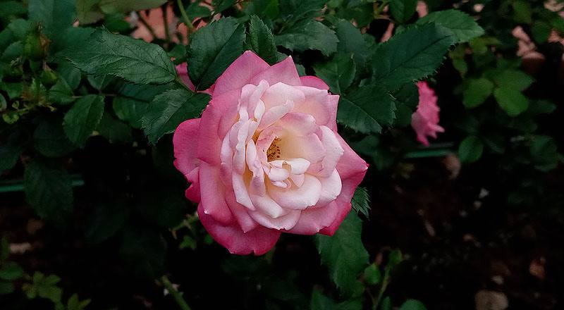 玫瑰 櫻霞 (圖片3)