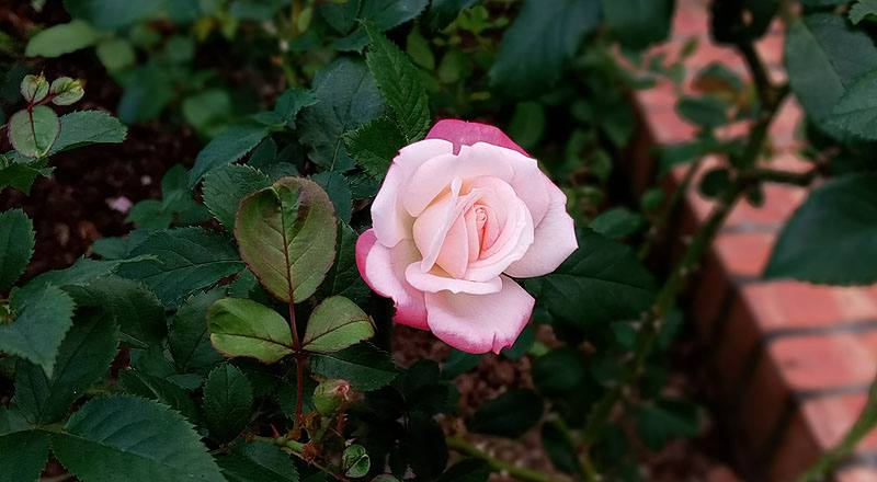 玫瑰 櫻霞 (圖片1)