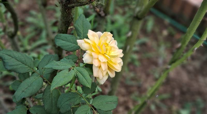 玫瑰 魔妮琉 (圖片1)