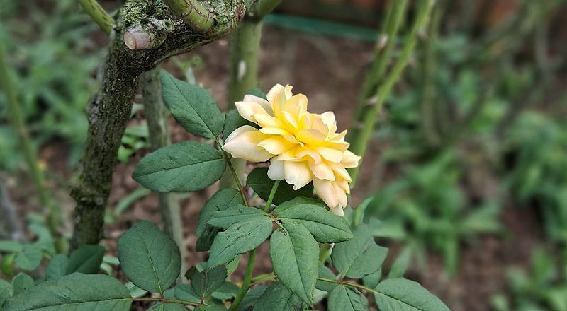 玫瑰 魔妮琉 (圖片3)