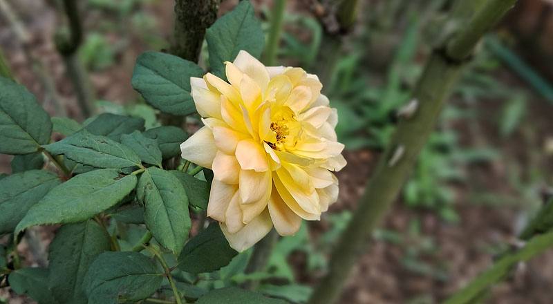 玫瑰 魔妮琉 (圖片2)