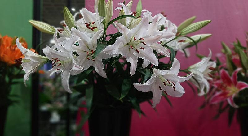 香水百合 馬可波羅粉 (圖片7)