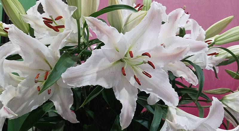 香水百合 馬可波羅粉 (圖片5)