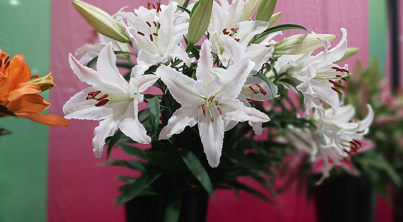 香水百合 馬可波羅粉 (圖片8)